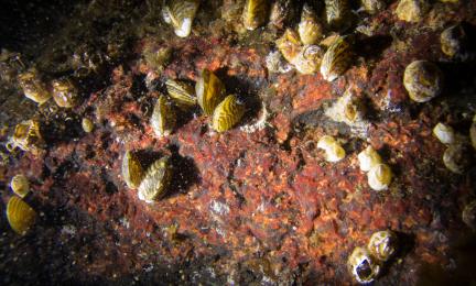 Raidallisia simpukoita ja valkoisia nuppumaisia merirokkoja punaisella kivellä.