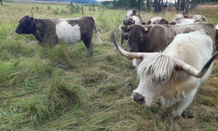 Högländsk boskap på strandbete i Stor-Ramsjö, Ingå.
