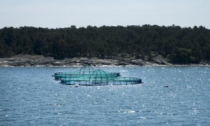 Två vattenbruksbassänger i havet.