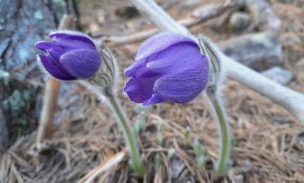 Kuva hämeenkylmänkukasta. 