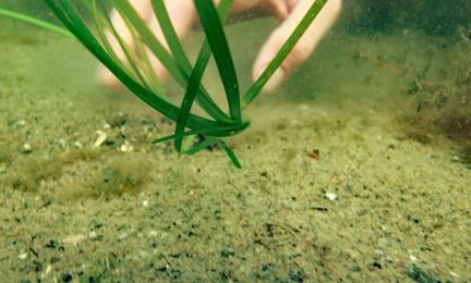 Vedenalaiskuva, jossa käsi näkyy hiekkapohjalle istutetun kasvin taustalla.