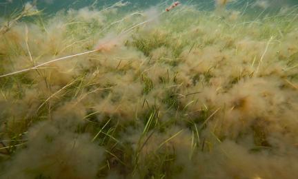 Vedenalaiskuva, jossa rihmalevämössö peittää heinämäistä meriajokaskasvustoa.