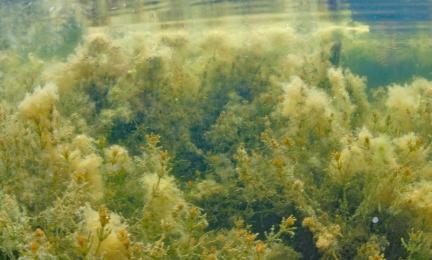 Vedenalaiskuva, jossa näkinpartaisleviä pitkälti peittävät rihmaleväkasvustot.