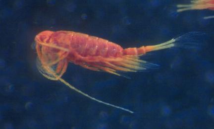 Punertava eläinplankton mikroskoopissa. 