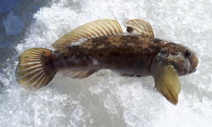 Jäällä oleva kellertävänruskea kala, jonka evässä on musta täplä