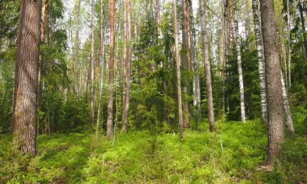 Vanhat metsät ovat yksi tärkeä suojelukohde. 
