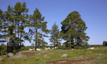 Kuva naudoista pötköttämässä maisemallisten mäntyjen alla kalliorinteisellä niityllä. 