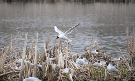 Naurulokkeja saarekkeella, jossa kuollutta osmankäämiä. Saarekkeen etu- ja taka-alalla vettä. 