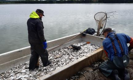 Vene, jossa nuottaussaalista. Taustalla järvi ja kauempana metsänreuna. Pilvinen sää.
