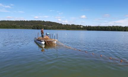 Nuottausta kesäisellä järvellä. Taustalla metsää ja pilviä sinisellä taivaalla. 