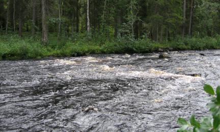 Metsää ja virtaava joki. 