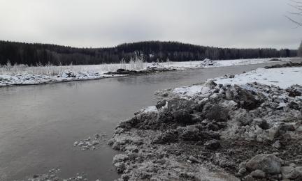 Kuva Pehkijärven lintuvesikunnostusalueesta. 