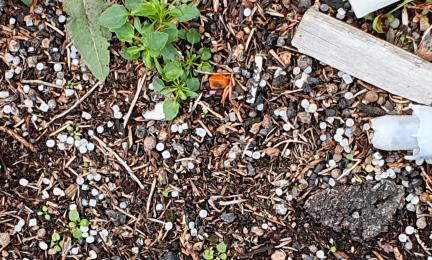 Pieniä valkoisia muovipellettejä metsänpohjassa. 