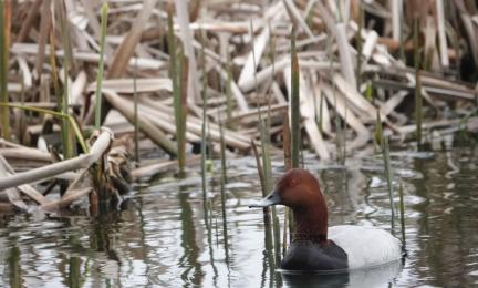 Punasotkakoiras vedessä. Taustalla kuollutta osmankäämikköä.