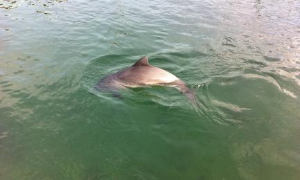 Ylhäältä päin kuvattu pyöriäisen selkä vihreässä vedessä.