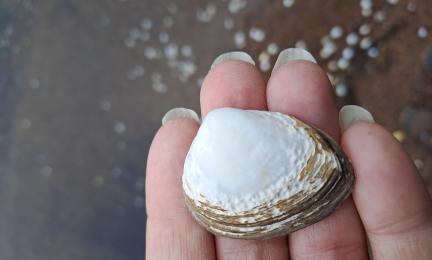 Valkoinen simpukka ihmisen kämmenellä.