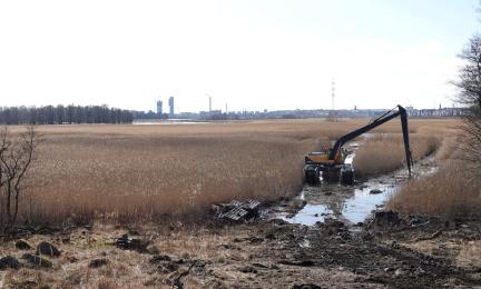 Pitkäpuominen kaivuri keskellä kuivunutta järviruovikkoa kaivaa ruovikonpohjaa altaaksi. 