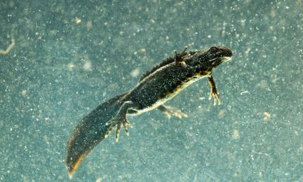 Rupilisko veden alla sivusta kuvattuna.