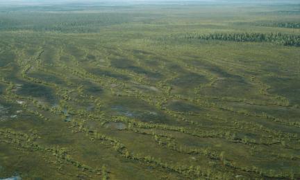 Ilmakuva aapasuoalueesta, jossa näkyy rimpien ja jänteiden vuorottelua.