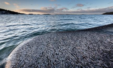 Kalojen troolausta merellä. 