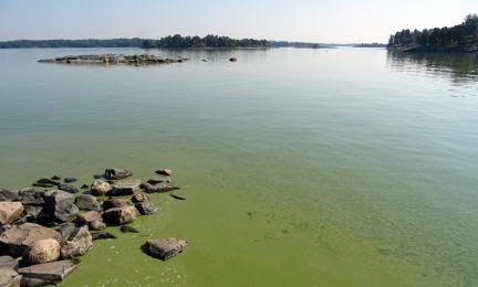 Vihreää levää rantavedessä.