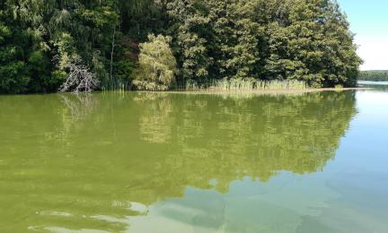Sinileväkukinta tyynellä järvellä, aurinkoisena päivänä. Taustalla rantametsää.
