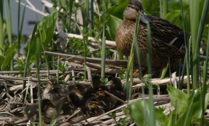 Sinisorsapoikue rannalla, pienet poikaset ja emo.
