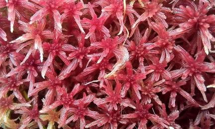 Läheltä, ylhäältäpäin kuvattua punertavasävyistä rahkasammalta.