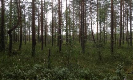 Yksi tärkeä osa Helmi-elinympäristöohjelmaa on suoluonnon kartoitus ja suojelu.