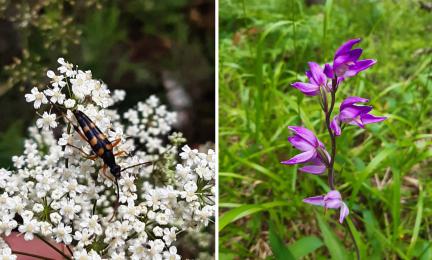 Tammikukkajäärä on äärimmäisen uhanalainen. Oikealla kuvassa punavalkku, komeakukkainen kämmekkälaji, joka on erittäin harvinainen ja rauhoitettu.