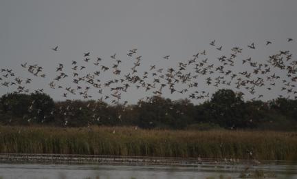 Lentoon lähtenyt taviparvi kosteikon yllä. Taustalla ruovikkoa.