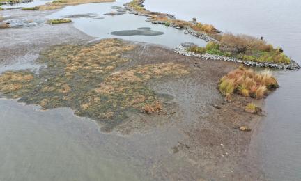 Kuvassa kasvillisuudesta matalaan veteen kasattua kelluvaa hetteikköä. Taustalla kiviaineksesta rakennettu saari.