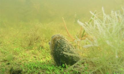 Simpukka ja vihreitä vesikasveja merenpohjassa sameassa vedessä. 