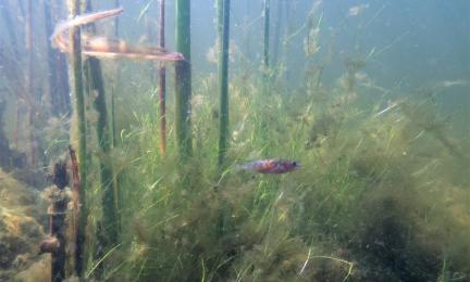 Levän peittämiä pohjakasveja ja pieni kala.