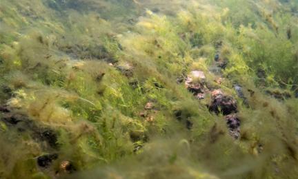 Vihertäviä ja rusehtavia vesikasveja merenpohjassa. 