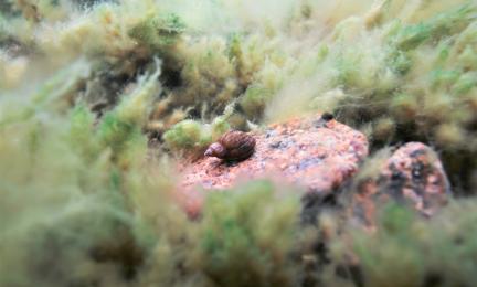 En snäcka på en sten omgiven av trådalger.