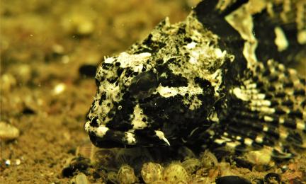 Mustavalkoinen rosoinen kala simpukkapohjalla.