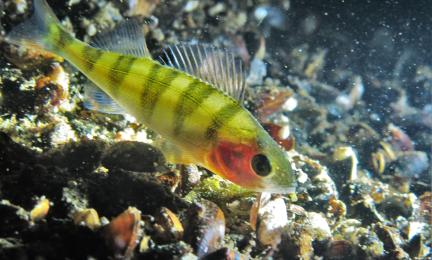 SIvulta kuvattu raidallinen vihertävä kala.