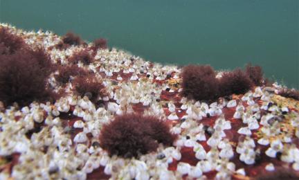 Valkoisia nuppumaisia merirokkoja ja punaista levää kiven päällä.