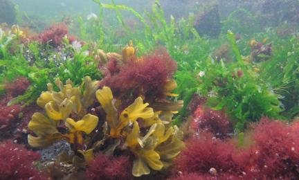 Punaisia, vihreitä ja keltaisia leviä ja vesikasveja.