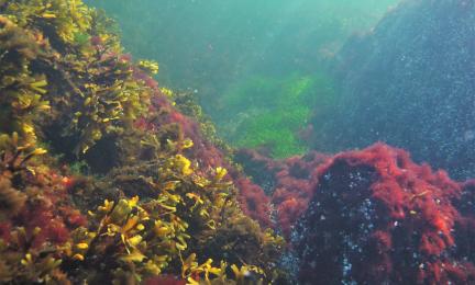 Merenpohjaa, jossa on punaisen levän peitossa olevia kiviä ja kellertäviä leviä ja vihertävää ruohomaista kasvia.