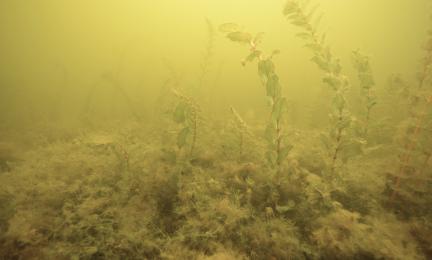 Kasveja ja levää sameassa vedessä.