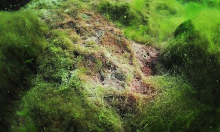 Vihreää, vaaleaa ja punertavaa nukkamaista kasvustoa.