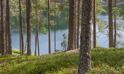 Kuva harjumetsän läpi näkyvästä lammesta.