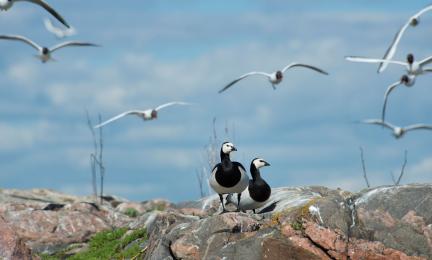 Valkoposkihanhipari kallioluodolla. Taustalla lentäviä naurulokkeja. 