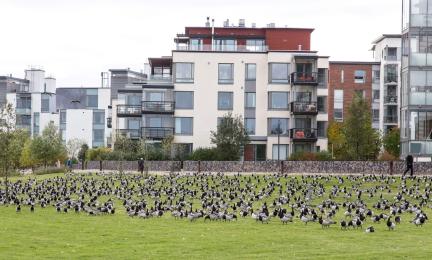 Valkoposkihanhia Ababianrannan nurmikolla. Taustalla kerrostaloja ja kävelytie.