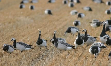 Valkoposkihanhia sänkipellolla. 