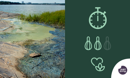 Levää merenrannalla.