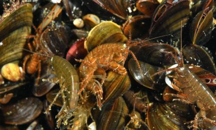 Kymmeniä ruskeita simpukoita ja äyriäisiä kasassa. 