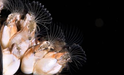 Vedessä valkoisia merirokkoja ja niiden sulkamaiset raajat. 